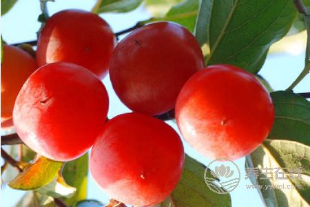 霜降養生吃柿子好嗎?霜降養生吃柿子的好處是什么?