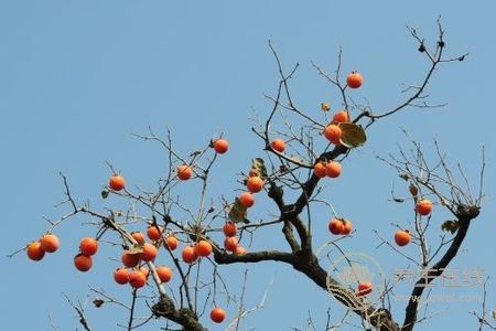 霜降養生食物有哪些?霜降節氣吃柿子和栗子好處是什么?-易網健康養生網 霜降養生食物有哪些?霜降節氣吃柿子和栗子好處是什么?