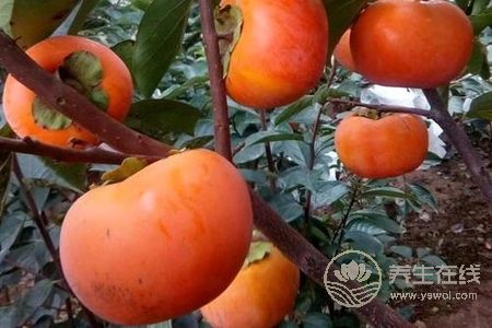 霜降養生食物有哪些?霜降節氣吃柿子和栗子好處是什么?-易網<a href=http://www.jsjjzhkt.cn/ target=_blank class=infotextkey>健康養生</a>網 霜降養生食物有哪些?霜降節氣吃柿子和栗子好處是什么?