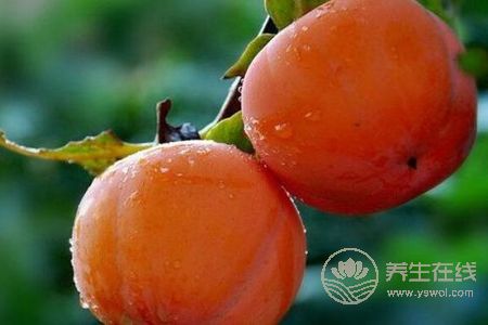 霜降養生吃柿子好嗎?霜降養生吃柿子的好處是什么?