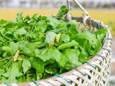 立春野菜生,這些野菜既營養又美味
