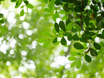 春季怎么消滅螨蟲(chóng)?這些方法都很有用