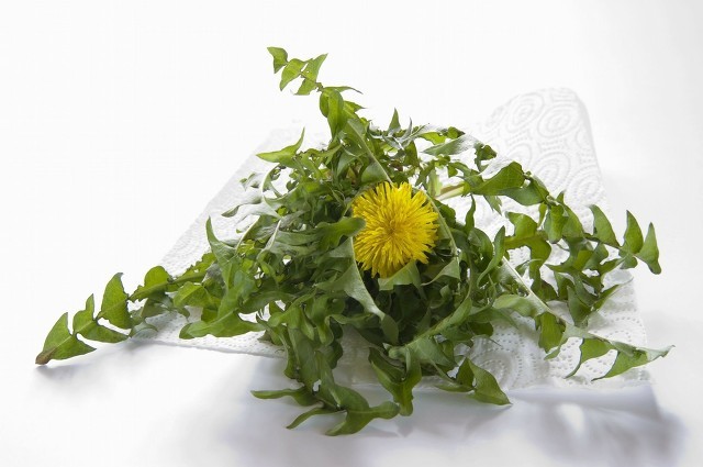 春季最值得吃的幾種野菜,錯過就只能再等一年-易網(wǎng)<a href=http://www.jsjjzhkt.cn/ target=_blank class=infotextkey>健康養(yǎng)生</a>網(wǎng) 春季最值得吃的幾種野菜,錯過就只能再等一年