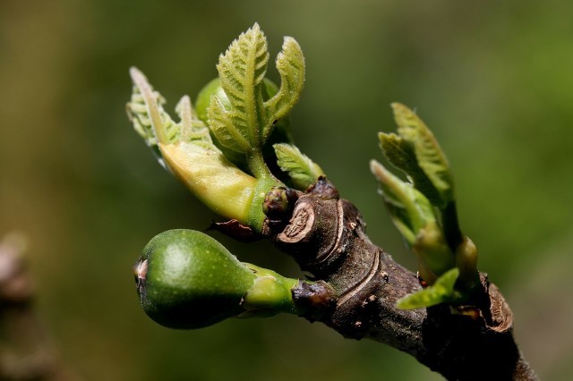 春節臉部過敏怎么辦,這里幫你支招-易網健康<a href=http://www.jsjjzhkt.cn/jkys/ target=_blank class=infotextkey>養生</a>網 春節臉部過敏怎么辦,這里幫你支招