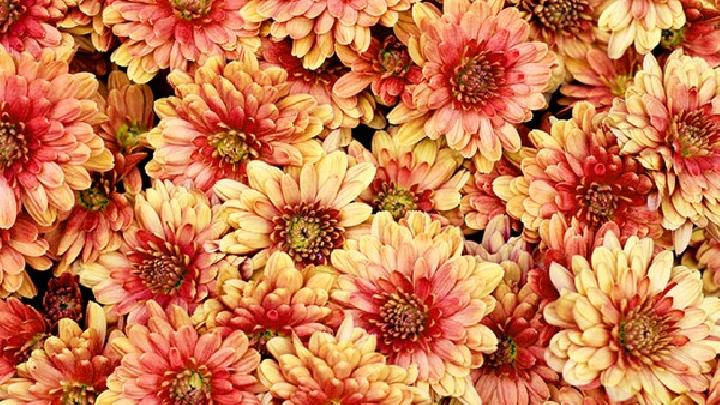 吃什么藥養(yǎng)胃不傷胃? 5種藥材養(yǎng)胃效果非常好-易網(wǎng)健康<a href=http://www.jsjjzhkt.cn/jkys/ target=_blank class=infotextkey>養(yǎng)生</a>網(wǎng) 吃什么藥養(yǎng)胃不傷胃? 5種藥材養(yǎng)胃效果非常好