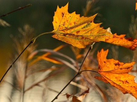 <a href=http://www.jsjjzhkt.cn/tags-秋季養生.html target=_blank class=infotextkey>秋季養生</a>指南：霜降養生 重在避寒