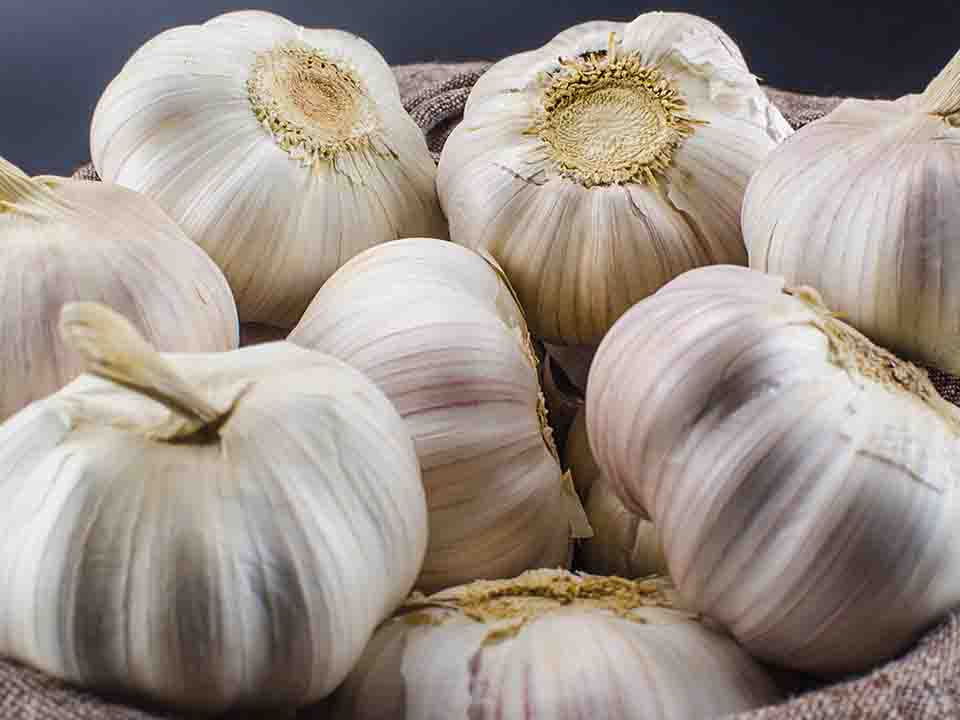 生姜能預防腸道疾病么-易網<a href=http://www.jsjjzhkt.cn/ target=_blank class=infotextkey>健康養生</a>網 生姜能預防腸道疾病么