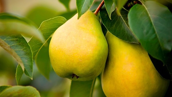 冬天吃養生水果 去火去燥抗氧化