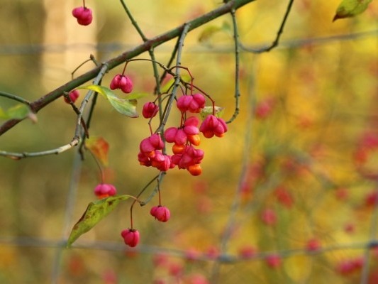 重陽節(jié)養(yǎng)生全攻略 中老年人一定要看