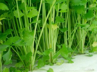 冬季想瘦臉，就來看吃什么吧