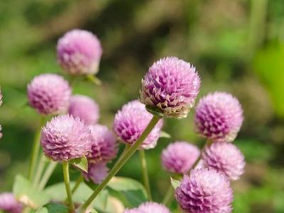 今日白露  秋天要來了