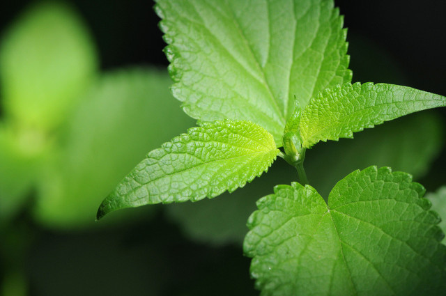 藿香正氣水的功效是什么,有哪些使用禁忌-易網(wǎng)健康養(yǎng)生網(wǎng) 藿香正氣水的功效是什么,有哪些使用禁忌