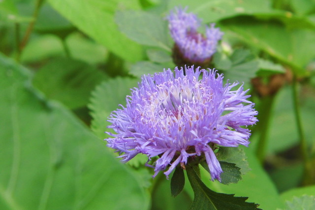 藿香正氣水的功效是什么,有哪些使用禁忌-易網(wǎng)健康<a href=http://www.jsjjzhkt.cn/jkys/ target=_blank class=infotextkey>養(yǎng)生</a>網(wǎng) 藿香正氣水的功效是什么,有哪些使用禁忌