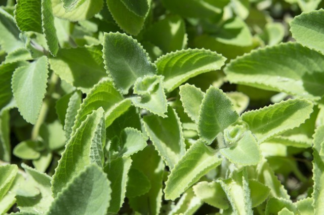 藿香正氣水的功效是什么,有哪些使用禁忌-易網(wǎng)<a href=http://www.jsjjzhkt.cn/ target=_blank class=infotextkey>健康養(yǎng)生</a>網(wǎng) 藿香正氣水的功效是什么,有哪些使用禁忌