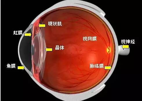 影響近視防控效果的主要因素! 影響近視防控效果的主要因素!
