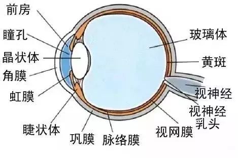 哪些才是眼科必查項目? 哪些才是眼科必查項目?