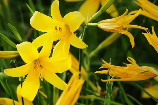 眼睛愛“吃”的十種食物 眼睛愛“吃”的十種食物