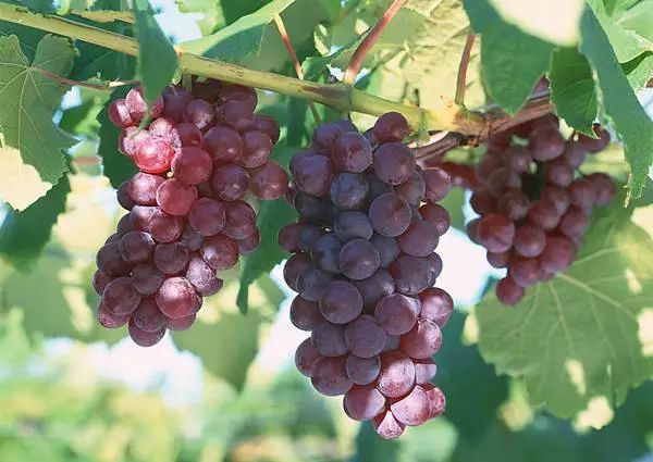 夏天吃葡萄有7大好處，可惜很多人都不會吃！