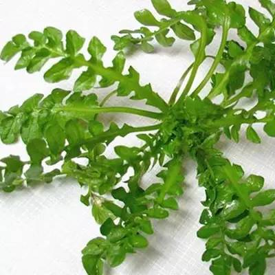 眼睛干、累？別急，吃這些可以緩解！