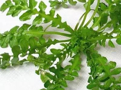 眼睛干、累？別急，吃這些可以緩解！