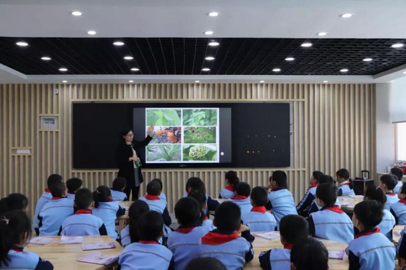 中醫藥文化進校園  豐澤區第三中心小學開設中草藥課程