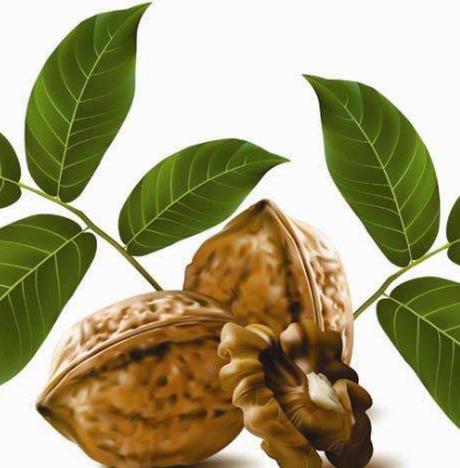 核桃葉的功效與作用及禁忌-易網健康<a href=http://www.jsjjzhkt.cn/jkys/ target=_blank class=infotextkey>養生</a>網 核桃葉的功效與作用及禁忌