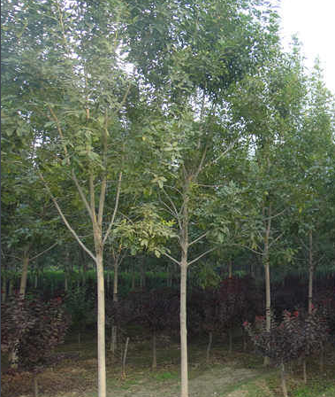 小白蠟條的功效與作用及禁忌-易網健康<a href=http://www.jsjjzhkt.cn/jkys/ target=_blank class=infotextkey>養生</a>網 小白蠟條的功效與作用及禁忌