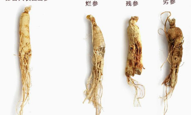 人參條的功效與作用及禁忌-易網(wǎng)健康<a href=http://www.jsjjzhkt.cn/jkys/ target=_blank class=infotextkey>養(yǎng)生</a>網(wǎng) 人參條的功效與作用及禁忌