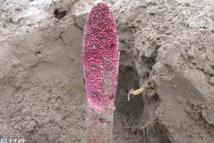 鎖陽什么樣的人不能吃（鎖陽危害）