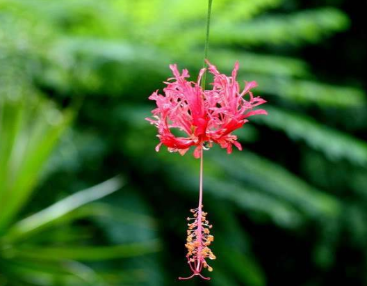 吊燈花的功效與作用及禁忌