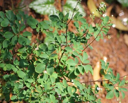 石椒草的功效與作用