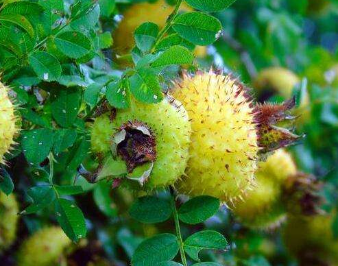 刺梨子的功效與作用_好處