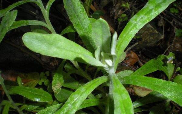 鄉(xiāng)下常見(jiàn)的草藥有哪些-易網(wǎng)健康<a href=http://www.jsjjzhkt.cn/jkys/ target=_blank class=infotextkey>養(yǎng)生</a>網(wǎng) 鄉(xiāng)下常見(jiàn)的草藥有哪些