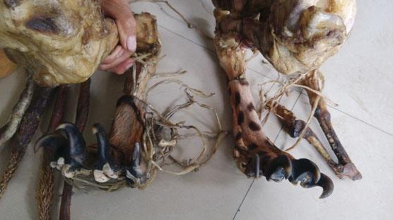 虎骨酒的功效與作用-易網健康<a href=http://www.jsjjzhkt.cn/jkys/ target=_blank class=infotextkey>養生</a>網 虎骨酒的功效與作用