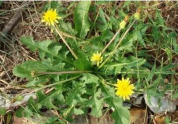 婆婆丁曬干泡水的功效-易網(wǎng)<a href=http://www.jsjjzhkt.cn/ target=_blank class=infotextkey>健康養(yǎng)生</a>網(wǎng) 婆婆丁曬干泡水的功效