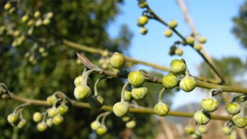 木姜子的功效與作用-易網(wǎng)健康<a href=http://www.jsjjzhkt.cn/jkys/ target=_blank class=infotextkey>養(yǎng)生</a>網(wǎng) 木姜子的功效與作用