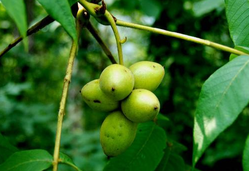 核桃楸的功效與作用及禁忌-易網健康<a href=http://www.jsjjzhkt.cn/jkys/ target=_blank class=infotextkey>養生</a>網 核桃楸的功效與作用及禁忌