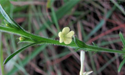 疳積草的功效與作用及禁忌-易網健康<a href=http://www.jsjjzhkt.cn/jkys/ target=_blank class=infotextkey>養生</a>網 疳積草的功效與作用及禁忌