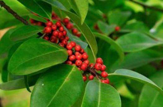 救必應的功效與作用及禁忌-易網健康<a href=http://www.jsjjzhkt.cn/jkys/ target=_blank class=infotextkey>養生</a>網 救必應的功效與作用及禁忌