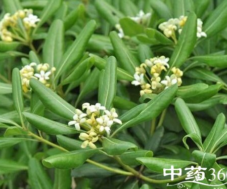 一朵云葉的功效與作用-禁忌-圖片-食用方法-怎么吃-副作用