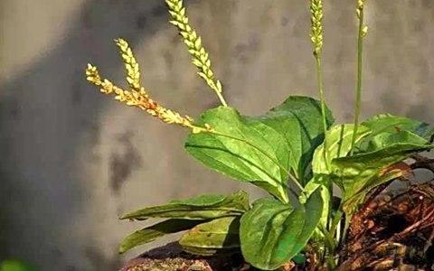 降尿酸最厲害的草藥