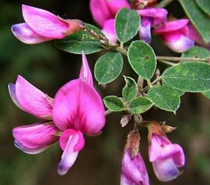 美麗胡枝子根的功效與作用-禁忌-圖片-食用方法-易網健康<a href=http://www.jsjjzhkt.cn/jkys/ target=_blank class=infotextkey>養生</a>網 美麗胡枝子根的功效與作用-禁忌-圖片-食用方法