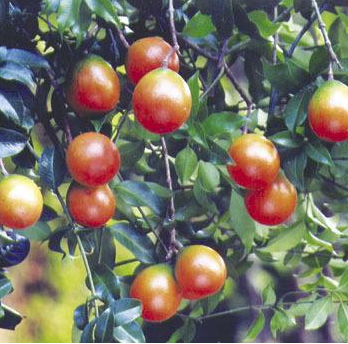 山橙的功效與作用及禁忌_副作用及食用方法-易網(wǎng)健康<a href=http://www.jsjjzhkt.cn/jkys/ target=_blank class=infotextkey>養(yǎng)生</a>網(wǎng) 山橙的功效與作用及禁忌_副作用及食用方法