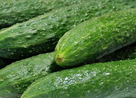 生吃黃瓜的功效與作用-易網健康<a href=http://www.jsjjzhkt.cn/jkys/ target=_blank class=infotextkey>養生</a>網 生吃黃瓜的功效與作用