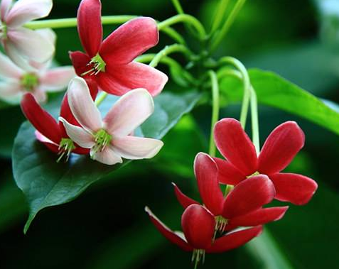 使君子的功效與作用及禁忌-易網健康<a href=http://www.jsjjzhkt.cn/jkys/ target=_blank class=infotextkey>養生</a>網 使君子的功效與作用及禁忌