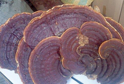 無柄靈芝和靈芝的區別 吃靈芝的好處-易網<a href=http://www.jsjjzhkt.cn/ target=_blank class=infotextkey>健康養生</a>網 無柄靈芝和靈芝的區別 吃靈芝的好處