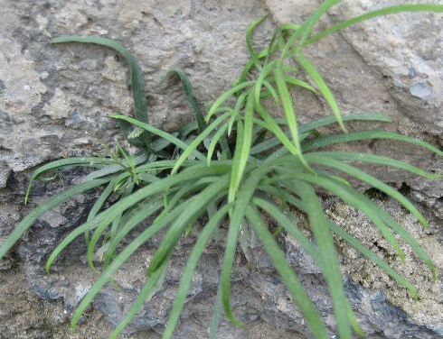 五香草的功效與作用及禁忌-易網(wǎng)健康<a href=http://www.jsjjzhkt.cn/jkys/ target=_blank class=infotextkey>養(yǎng)生</a>網(wǎng) 五香草的功效與作用及禁忌