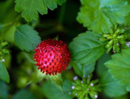 蛇莓的功效與作用-易網健康<a href=http://www.jsjjzhkt.cn/jkys/ target=_blank class=infotextkey>養生</a>網 蛇莓的功效與作用