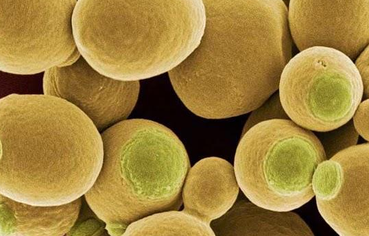 啤酒酵母的功效與作用及禁忌-易網(wǎng)健康<a href=http://www.jsjjzhkt.cn/jkys/ target=_blank class=infotextkey>養(yǎng)生</a>網(wǎng) 啤酒酵母的功效與作用及禁忌