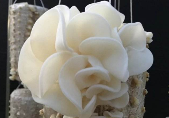 白木耳的功效與作用-易網健康<a href=http://www.jsjjzhkt.cn/jkys/ target=_blank class=infotextkey>養生</a>網 白木耳的功效與作用